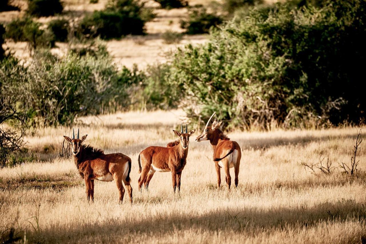 Glen Harry Game Reserve Graaff-Reinet Buitenkant foto